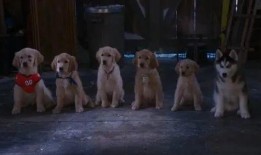 雪狗兄弟在线观看,冬日冒险，兄弟情深