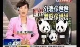 新闻爆料熊猫哥视频播放,网友热议不断