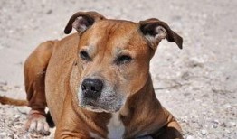 比特犬事件爆料视频大全,揭秘爆料视频背后的真相与争议