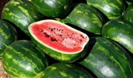 伯爵府吃瓜日常免费下载,免费下载，揭秘贵族生活的秘密