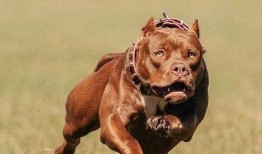 比特犬事件爆料视频大全,揭秘爆料视频背后的真相与争议