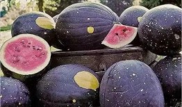 吃瓜爆料黑料蘑菇视频下载大全,蘑菇视频下载大全揭秘