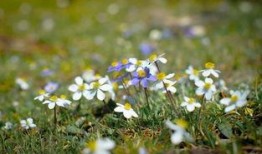 花开季节 在线观看,共赏四季芳华——在线观看花开季节
