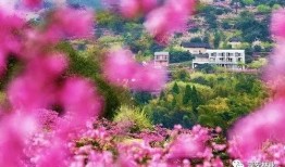 花开季节 在线观看,共赏四季芳华——在线观看花开季节