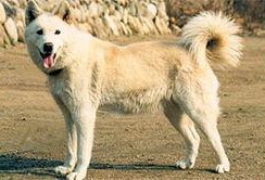 狼狗最新爆料网站下载,揭秘娱乐圈幕后真相