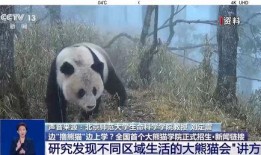 新闻爆料熊猫哥视频播放,网友热议不断