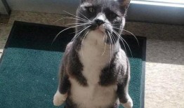 企鹅吃瓜免费,揭秘动物界的趣味生活瞬间