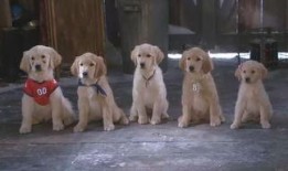 雪狗兄弟在线观看,冬日冒险，兄弟情深