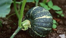 伯爵府吃瓜日常免费下载,免费下载，揭秘贵族生活的秘密