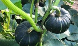 吃瓜知名 网红有哪些,盘点吃瓜知名网红的崛起之路