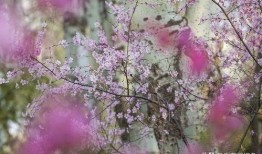 花开季节 在线观看,共赏四季芳华——在线观看花开季节