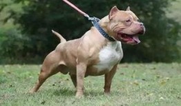 比特犬事件爆料视频大全,揭秘爆料视频背后的真相与争议