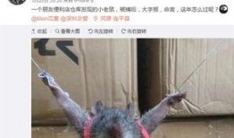 最新爆料老鼠事件新闻,最新老鼠事件引发公众关注，卫生安全问题亟待解决