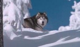 雪狗兄弟在线观看,冬日冒险，兄弟情深