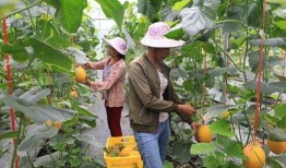 网红景区吃瓜,瓜田乐翻天，游客体验新潮流