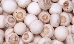 吃瓜爆料黑料蘑菇视频下载大全,蘑菇视频下载大全揭秘