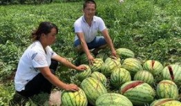 吃瓜网红事件贵州,揭秘网络舆论背后的真相